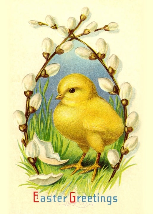 Gelbes Küken im Kranz aus Weidenkätzchen neben aufgebrochener Eierschale, Vintage-Osterpostkarte
