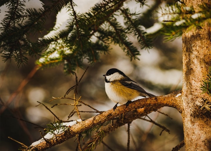 Chickadee with black cap and buffy flanks perched on a snowy spruce branch