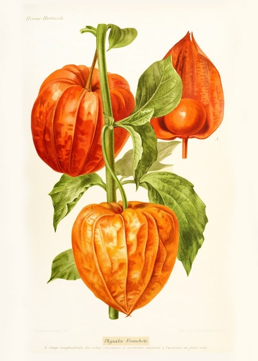 Botanical illustration of Physalis, the orange Chinese lantern plant, with husks and berry