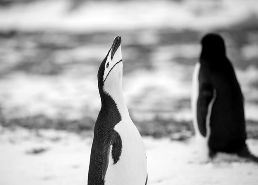 Chinstrap penguin looking upward with a second penguin blurred behind it