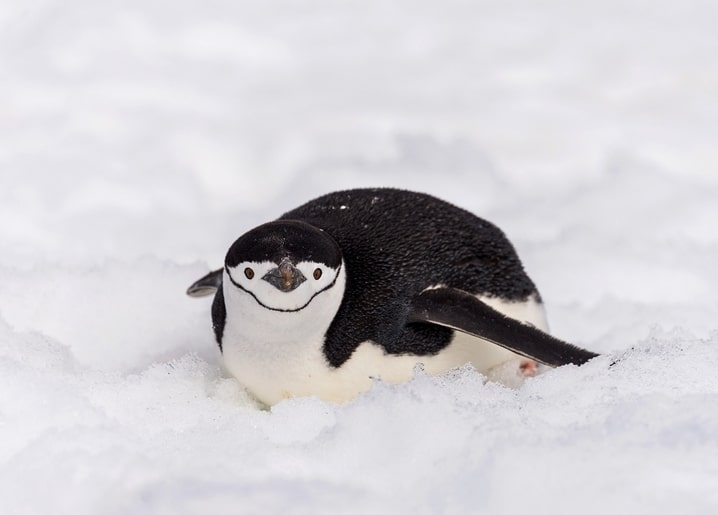 Chinstrap penguin lying low in the snow looking straight at the camera