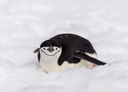 Chinstrap penguin lying low in the snow looking straight at the camera