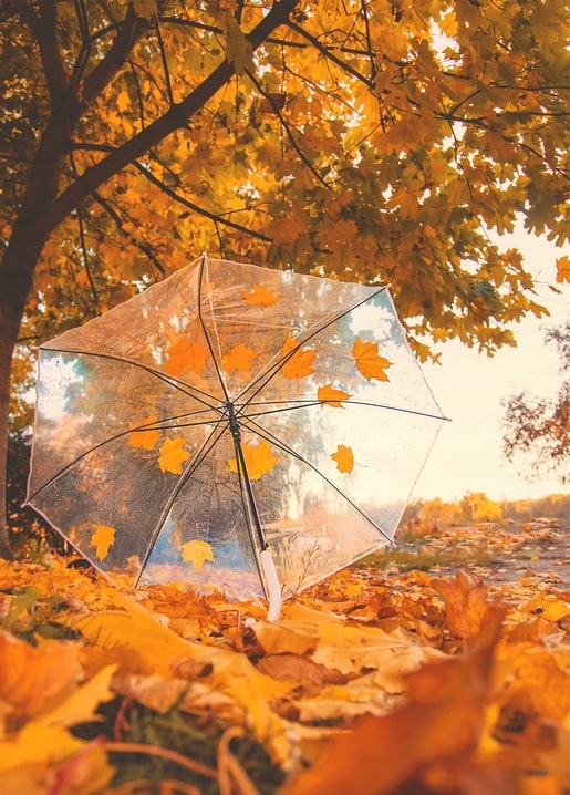 Durchsichtiger Schirm zwischen goldenem Ahornlaub unter einem Herbstbaum