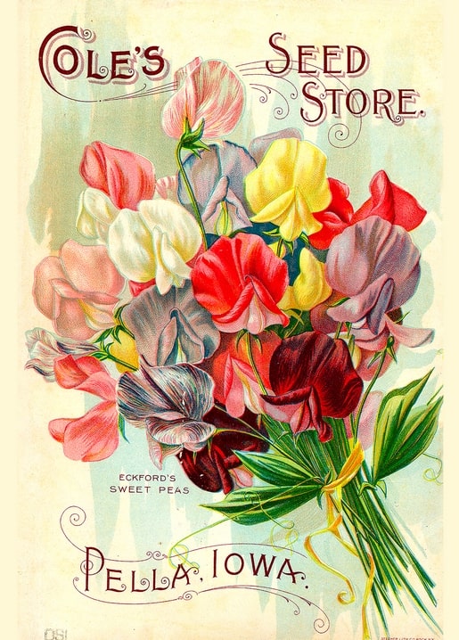 Cole's Seed Store catalog cover with a bouquet of Eckford's sweet peas