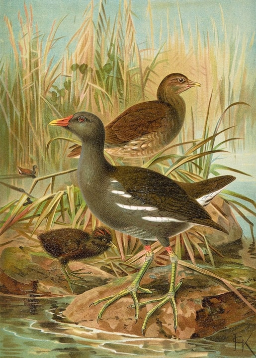 Common moorhen with a juvenile and chick by the water among reeds, vintage ornithological illustration