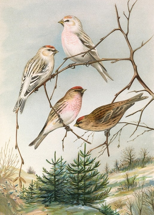 Four common redpolls with red caps on bare winter branches above snowy pines