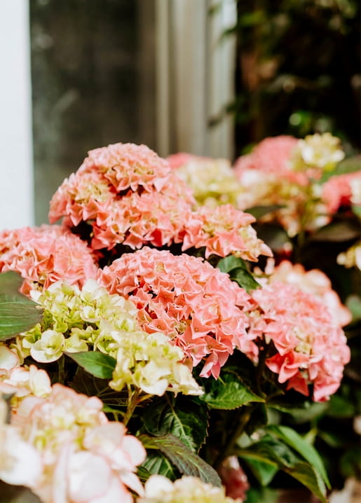 Close-up of coral-pink hydrangea blooms against a blurred window