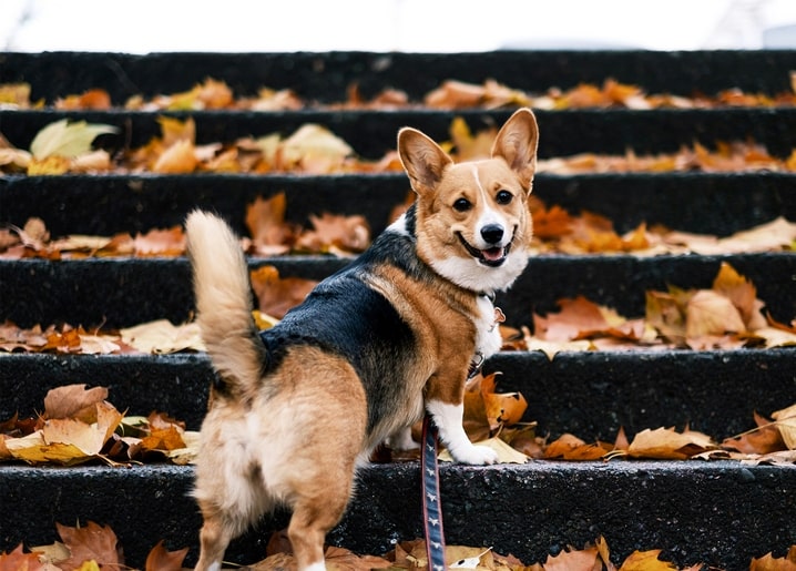 Corgi with perked ears standing on stone steps covered in fallen autumn leaves