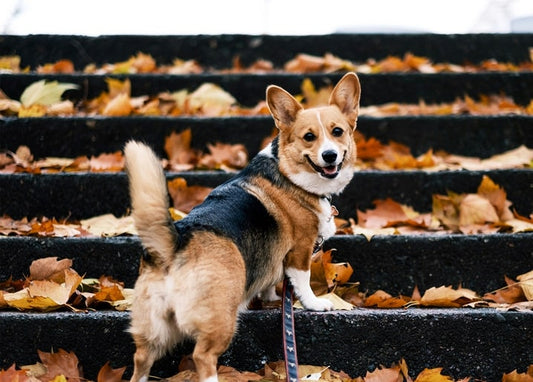 Corgi with perked ears standing on stone steps covered in fallen autumn leaves