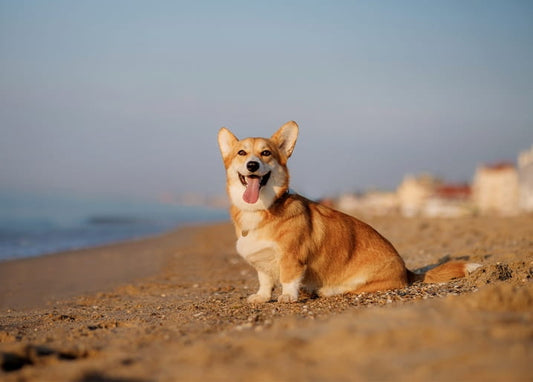 Corgi sitzt bei Sonnenuntergang am Sandstrand mit Meer im Hintergrund