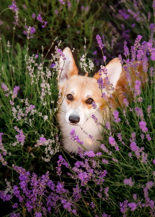 Corgi with ears perked, peeking through blooming purple lavender and white wildflowers