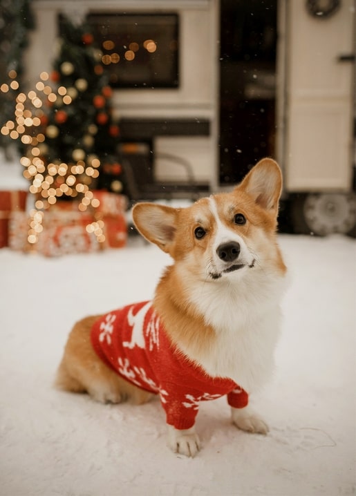 Corgi wearing a red reindeer-print sweater sitting in falling snow near a Christmas tree