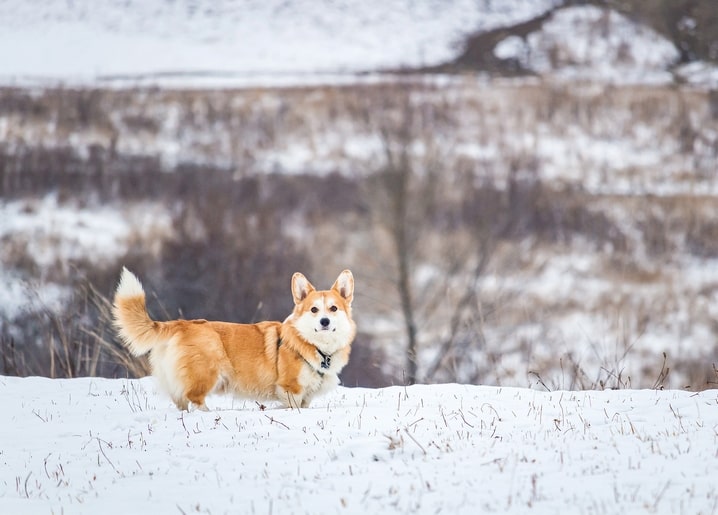 Corgi steht auf einer Schneewiese und blickt zur Kamera