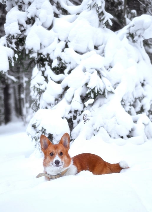 Corgi dog lying in deep snow in front of snow-covered fir trees