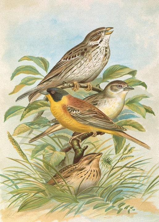 Corn Bunting, Black-headed Bunting and two more buntings perched among leaves and grass