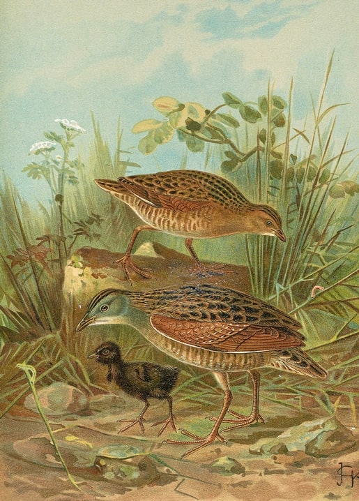 Corncrake pair with a downy chick walking through meadow grass, vintage ornithological illustration