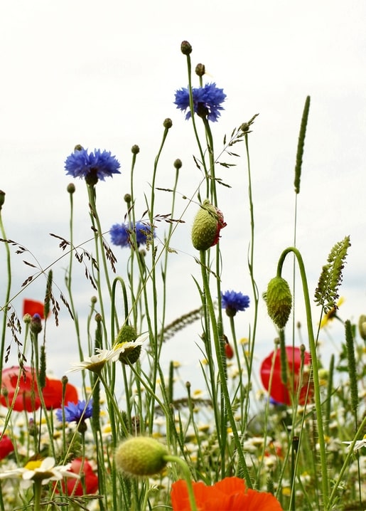 Close-up of blue cornflowers and red poppy buds in a sunlit wildflower meadow