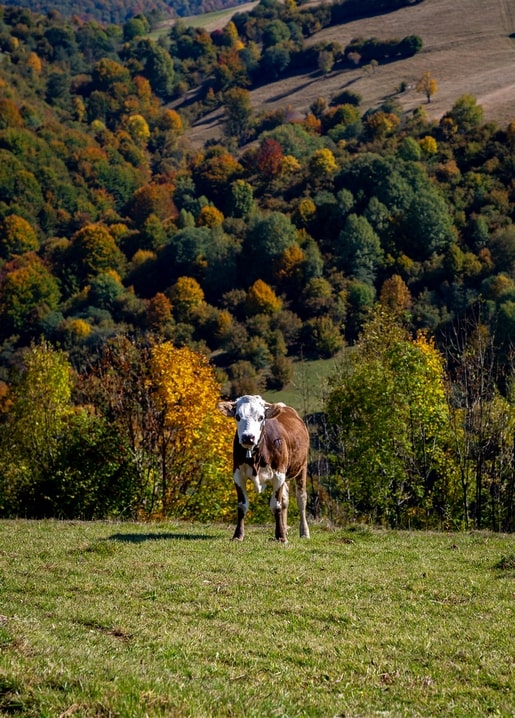 Kuh weidet vor bewaldeten Karpatenhängen in Herbstfarben