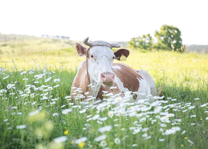 Kuh liegt in einer Wiese voller Gänseblümchen im Sommerlicht