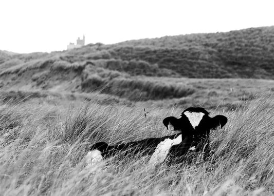 Black-and-white cow resting in tall grass with a hazy castle on the hill behind