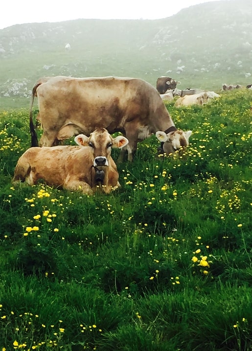 Kuh liegt in einer Wiese voller Butterblumen, im Hintergrund grasen weitere Kühe im Nebel