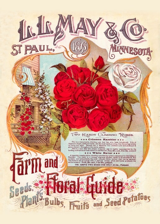 L.L. May & Co. seed catalog cover with crimson rambler roses, a white rose, and a cottage porch