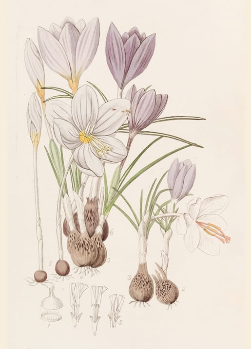Botanical illustration of purple and white crocuses with bulbs and cross-sections, by Sydenham Edwards