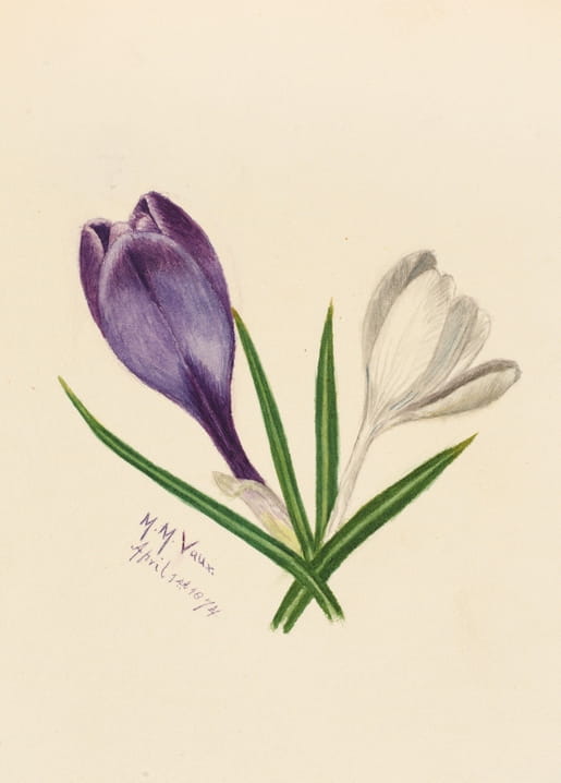 Watercolor painting of purple and white crocus flowers with green leaves, signed by the artist