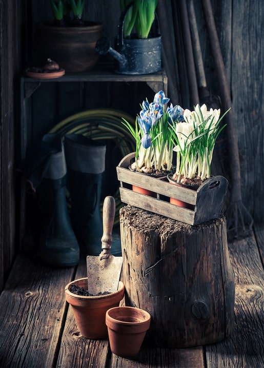 Blaue und weiße Krokusse in einer Holzkiste auf einem Baumstumpf mit Gartenwerkzeug und Tontöpfen