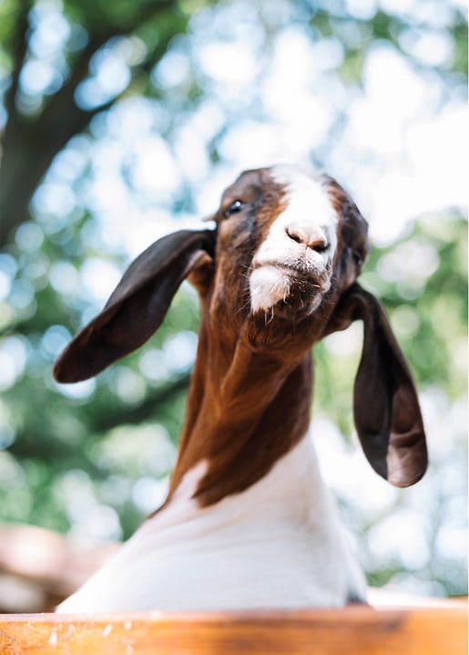 Close-up portrait of a curious goat with large floppy ears against green foliage