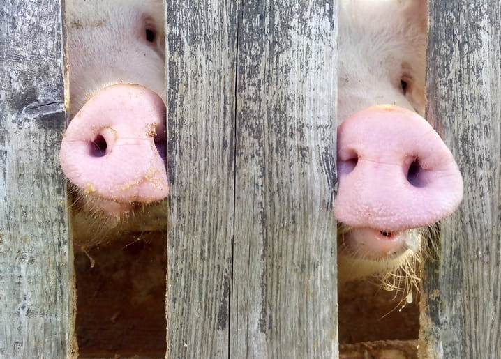 Zwei rosa Schweinerüssel schauen durch Lücken in einem verwitterten Holzzaun