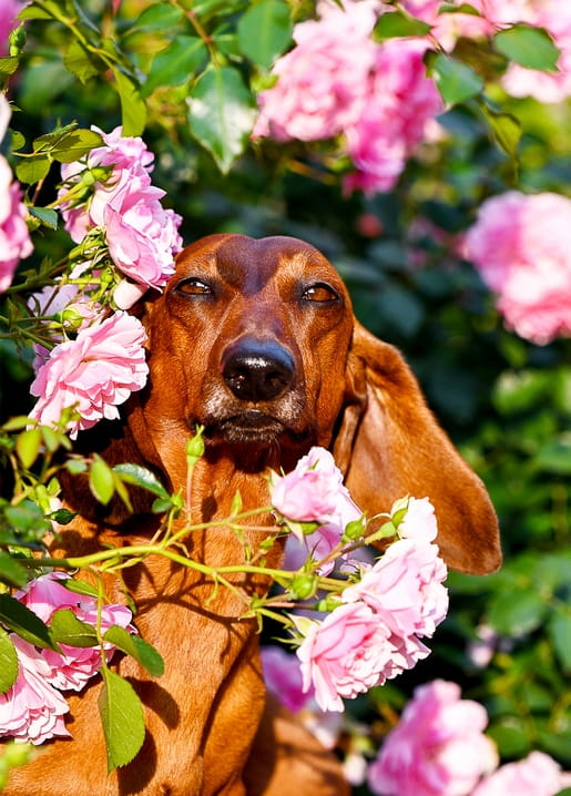 Dachshund dog nestled in a bush of blooming pink roses