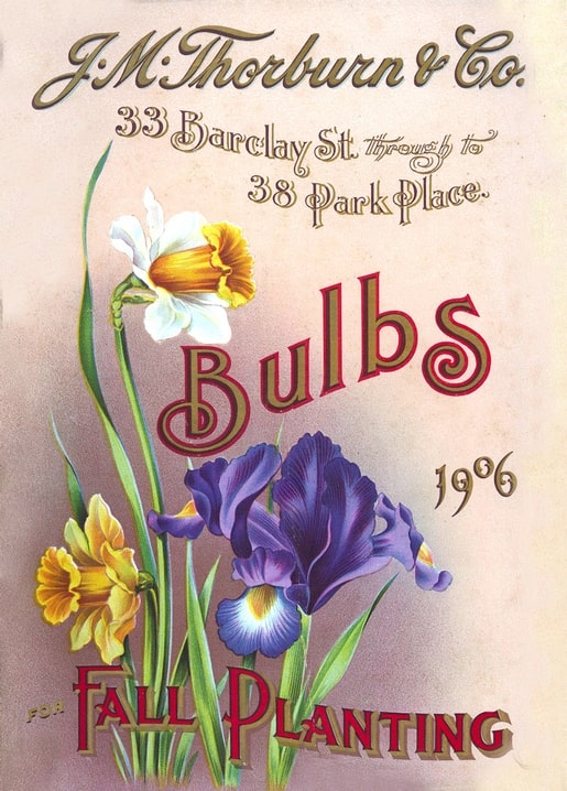1906 bulb catalog cover with white daffodils and a deep purple iris