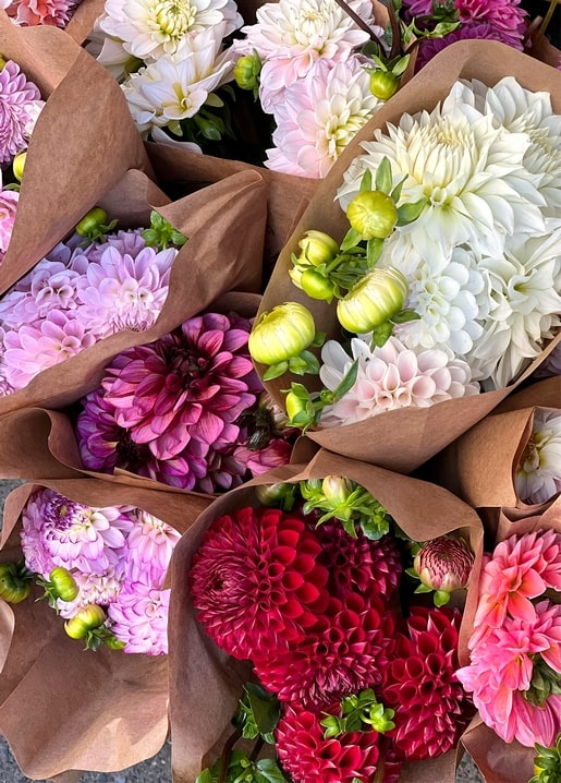 Rosa, weiße und rote Dahlienbouquets in Kraftpapier gewickelt