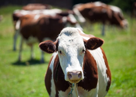 Red-and-white dairy cow standing close to the camera in a green pasture, herd grazing blurred behind her