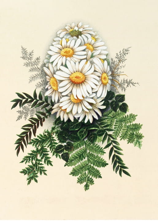 Botanische Illustration weißer Gänseblümchen in Eiform mit Farn