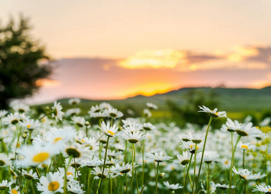 Wide daisy field glowing at sunset with a tree silhouette and distant hills