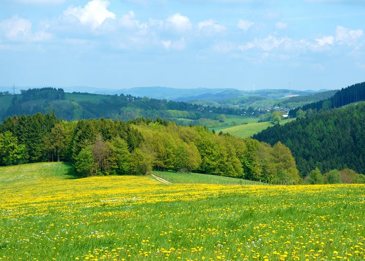Yellow dandelion meadow with forested hills rolling into the distance