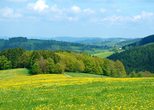Löwenzahnwiese mit bewaldeten Hügeln, die sich in die Ferne erstrecken