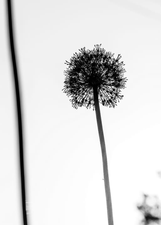 Silhouette einer Löwenzahn-Samenkugel vor hellem Himmel mit einem dunklen geschwungenen Kabel, Schwarz-Weiß-Foto