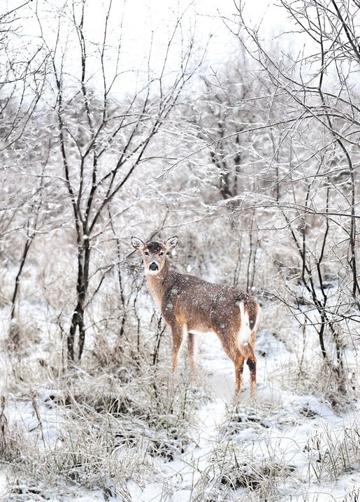 Whitetail deer standing in a snow-covered forest with falling snow