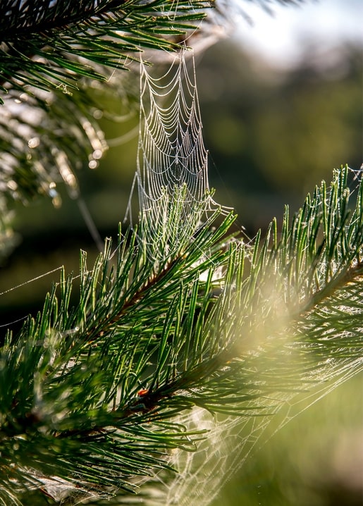 Dew droplets on a spiderweb strung between pine needles, backlit by sunlight