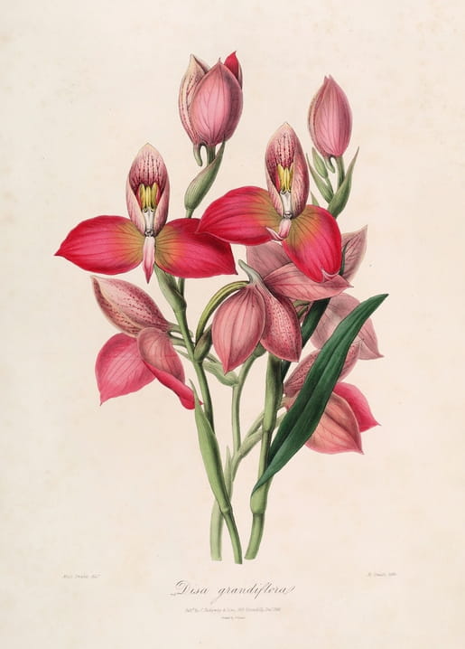 Hand-colored botanical illustration of the orchid Disa grandiflora, plate 49 by John Lindley