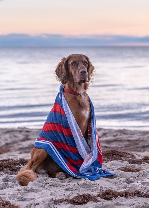Dog wrapped in a red and blue striped towel sitting on a beach at sunset