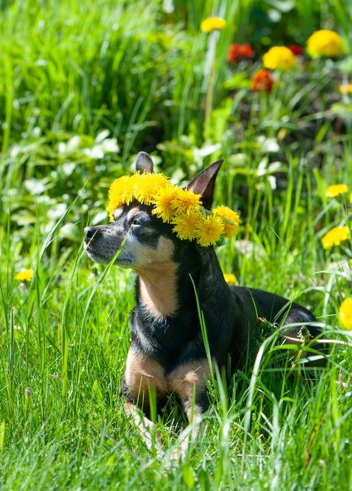 Small black-and-tan dog wearing a dandelion wreath crown in green summer grass