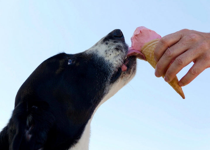 Black-and-white dog licking a pink ice cream cone held by a hand
