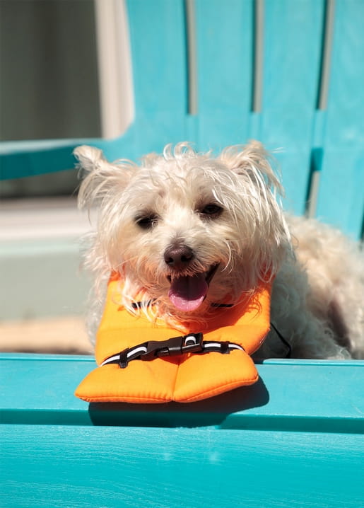 Zotteliger weißer Hund in oranger Schwimmweste auf einem türkisfarbenen Liegestuhl