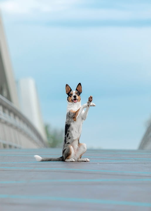 Hund sitzt aufrecht auf den Hinterbeinen mit erhobener Pfote auf einer Brücke