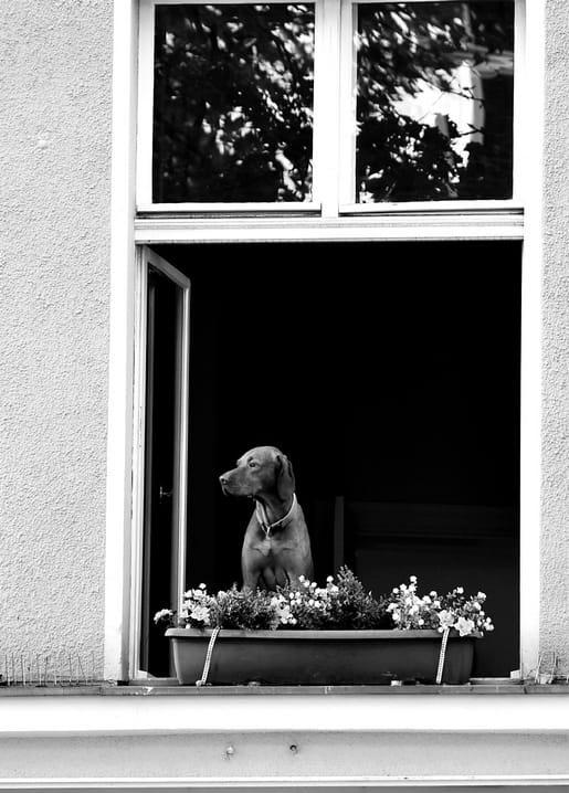 Hund sitzt im offenen Fenster über einem blühenden Blumenkasten, Schwarzweißfoto