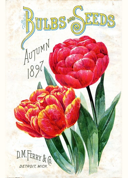 D.M. Ferry & Co. 1897 seed catalog cover with two double red and orange-red tulips on a cream background.